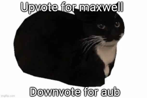 maxwell the cat | Upvote for maxwell; Downvote for aub | image tagged in maxwell the cat | made w/ Imgflip meme maker