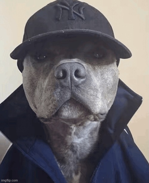 YANKEE DOG | image tagged in dog,doge,yankees | made w/ Imgflip meme maker