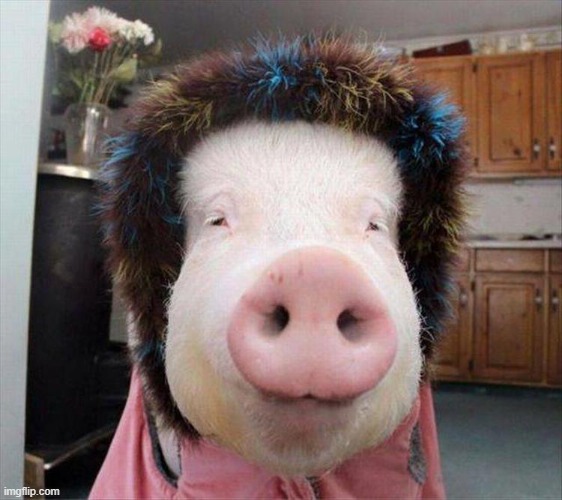 pig wig | image tagged in pig wig | made w/ Imgflip meme maker