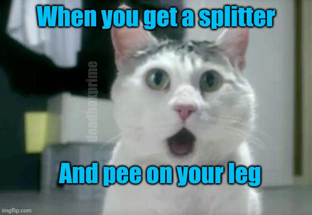 Talk about a wardrobe malfunction | When you get a splitter; deadboxprime; And pee on your leg | image tagged in memes,omg cat | made w/ Imgflip meme maker