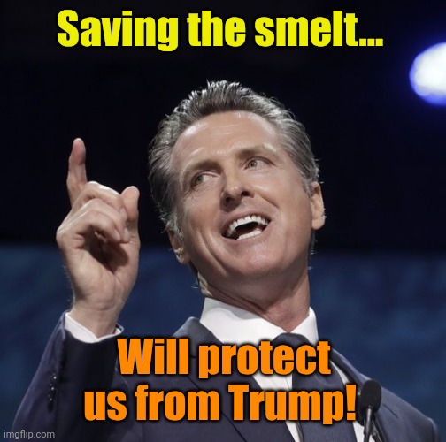 Breaking News: CA Legislature touts bill giving voting rights to Fish! | Saving the smelt... Will protect us from Trump! | image tagged in gavin newsom | made w/ Imgflip meme maker