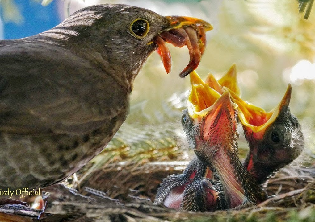 Mother Daddy Bird feeding baby babies nest Blank Meme Template