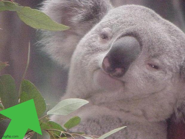 Dank Koala | image tagged in dank koala | made w/ Imgflip meme maker