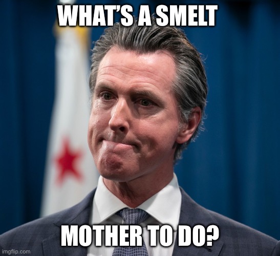 Smelt Mother | WHAT’S A SMELT; MOTHER TO DO? | image tagged in gavin newsom | made w/ Imgflip meme maker