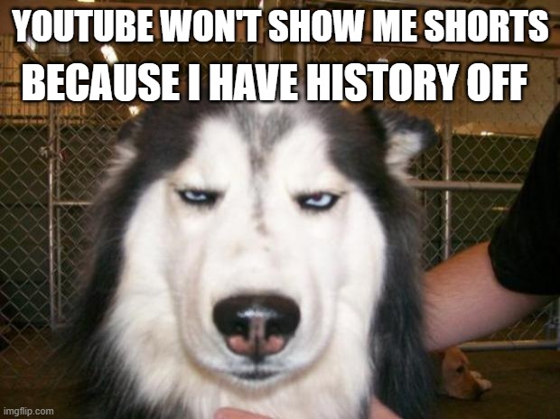 Annoyed Dog | YOUTUBE WON'T SHOW ME SHORTS BECAUSE I HAVE HISTORY OFF | image tagged in annoyed dog | made w/ Imgflip meme maker