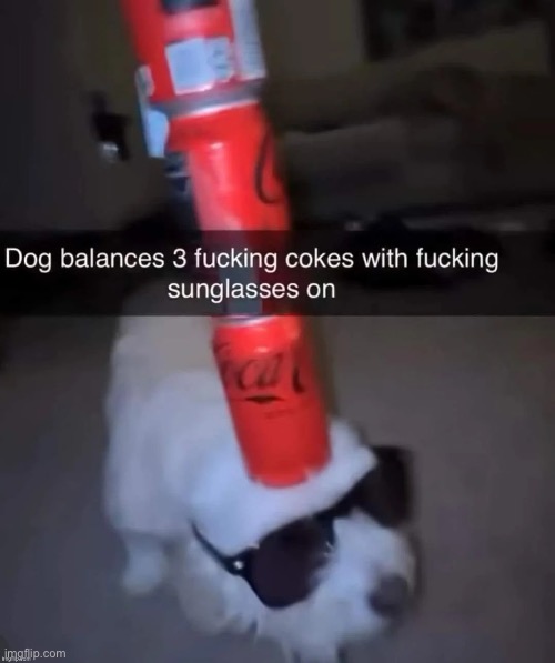 Dog balances 3 fucking cokes with fucking sunglasses on | image tagged in dog balances 3 fucking cokes with fucking sunglasses on | made w/ Imgflip meme maker