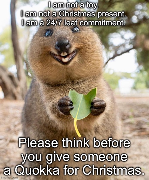 Quokkas- not for presents | I am not a toy.
I am not a Christmas present.
I am a 24/7 leaf commitment. Please think before you give someone a Quokka for Christmas. | image tagged in quokka,presents | made w/ Imgflip meme maker