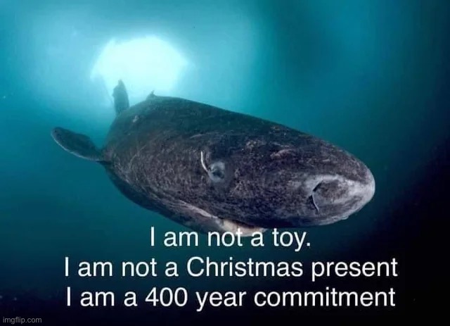 Shark | image tagged in shark | made w/ Imgflip meme maker