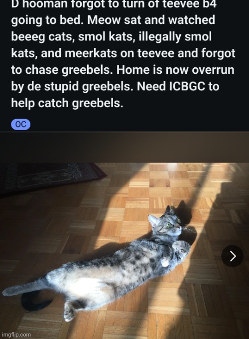 GREEBELS! | image tagged in cat,no diggity,no doubt,yo dre,catch da greebel | made w/ Imgflip meme maker