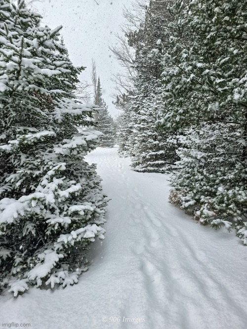 SNOWY PATH IN THE PINE FOREST | image tagged in trees,snow,winter,nature | made w/ Imgflip meme maker