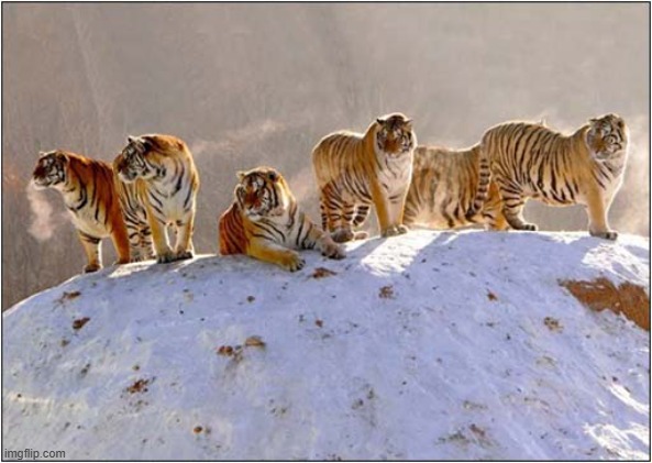 Amur Tigers ! | image tagged in tigers,snow | made w/ Imgflip meme maker