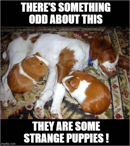 Guinea Pig Puppies ? | THERE'S SOMETHING ODD ABOUT THIS; THEY ARE SOME STRANGE PUPPIES ! | image tagged in dogs,puppies,guinea pig | made w/ Imgflip meme maker