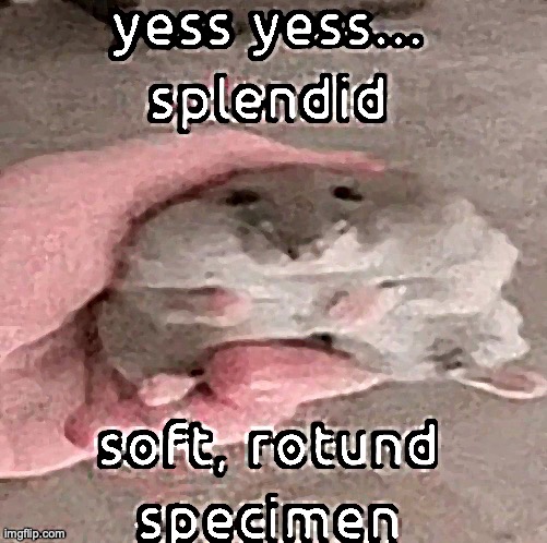 HAMPTER | image tagged in yes,yess,splendid,soft,rotund,speciman | made w/ Imgflip meme maker