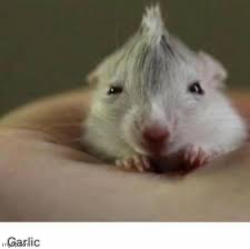 Garlic | made w/ Imgflip meme maker