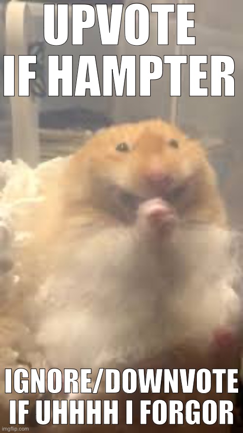 Hampter | UPVOTE IF HAMPTER; IGNORE/DOWNVOTE IF UHHHH I FORGOR | image tagged in hamster | made w/ Imgflip meme maker