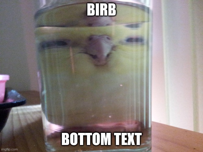 BIRB BOTTOM TEXT | image tagged in henlo birb | made w/ Imgflip meme maker