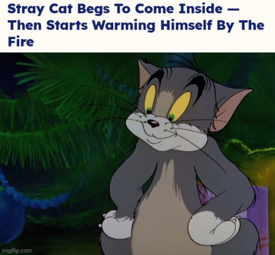 Warming | image tagged in tom,fire,warm,cats,cat,memes | made w/ Imgflip meme maker