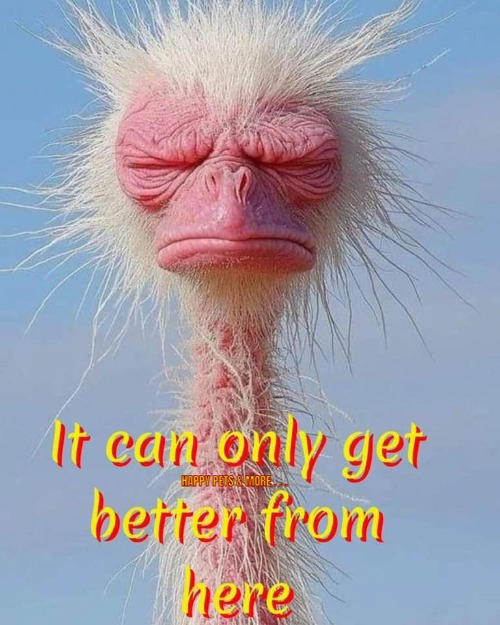 HAPPY PETS & MORE . . . | made w/ Imgflip meme maker