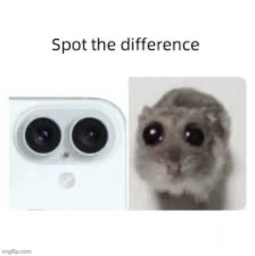 Lovin' those black eyes | image tagged in black eyes,hampter,repost,spot the difference,memes,eyes | made w/ Imgflip meme maker