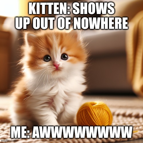 KITTEN: SHOWS UP OUT OF NOWHERE; ME: AWWWWWWWW | image tagged in cute cat | made w/ Imgflip meme maker