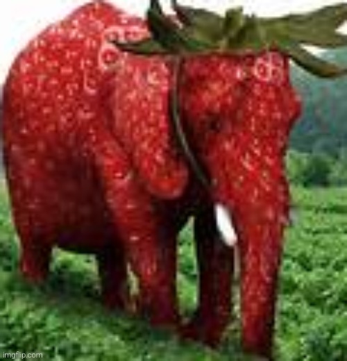 image tagged in strawberry elephant | made w/ Imgflip meme maker