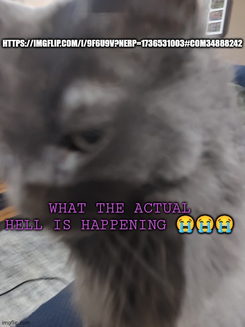 ㅤ | HTTPS://IMGFLIP.COM/I/9F6U9V?NERP=1736531003#COM34888242; WHAT THE ACTUAL HELL IS HAPPENING 😭😭😭 | image tagged in 32's cat | made w/ Imgflip meme maker