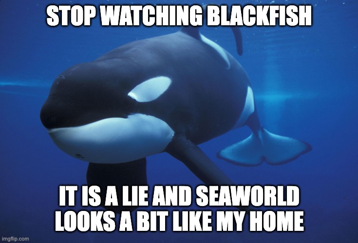 The Truth | STOP WATCHING BLACKFISH; IT IS A LIE AND SEAWORLD LOOKS A BIT LIKE MY HOME | image tagged in killer whale,orca,the truth,seaworld | made w/ Imgflip meme maker