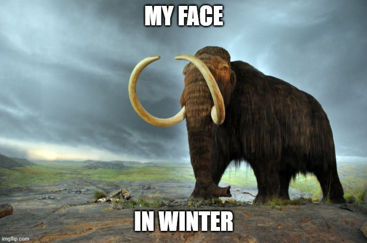 wooly mammoth | MY FACE IN WINTER | image tagged in wooly mammoth | made w/ Imgflip meme maker