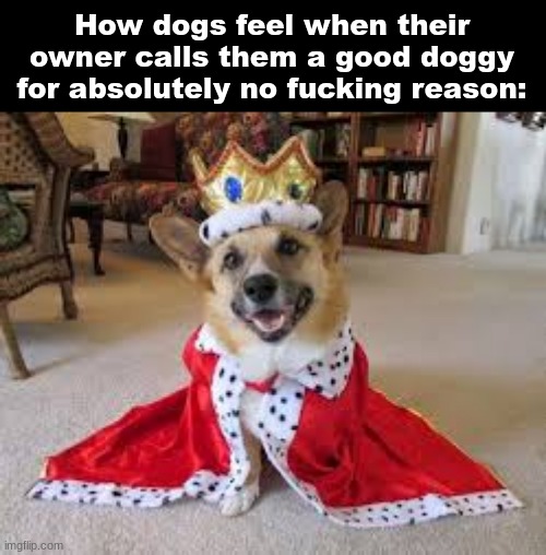 Redawrded with sleepinf | How dogs feel when their owner calls them a good doggy for absolutely no fucking reason: | image tagged in funny,memes,dog,dogs | made w/ Imgflip meme maker