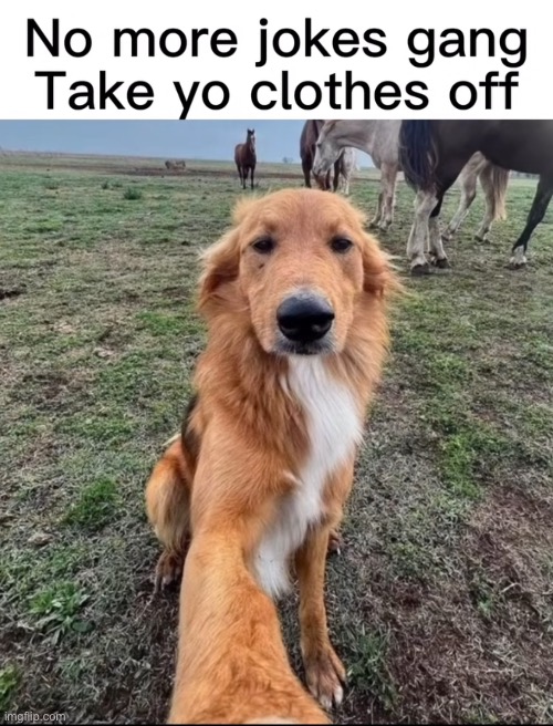 No more jokes gang take off your clothes | image tagged in no more jokes gang take off your clothes | made w/ Imgflip meme maker