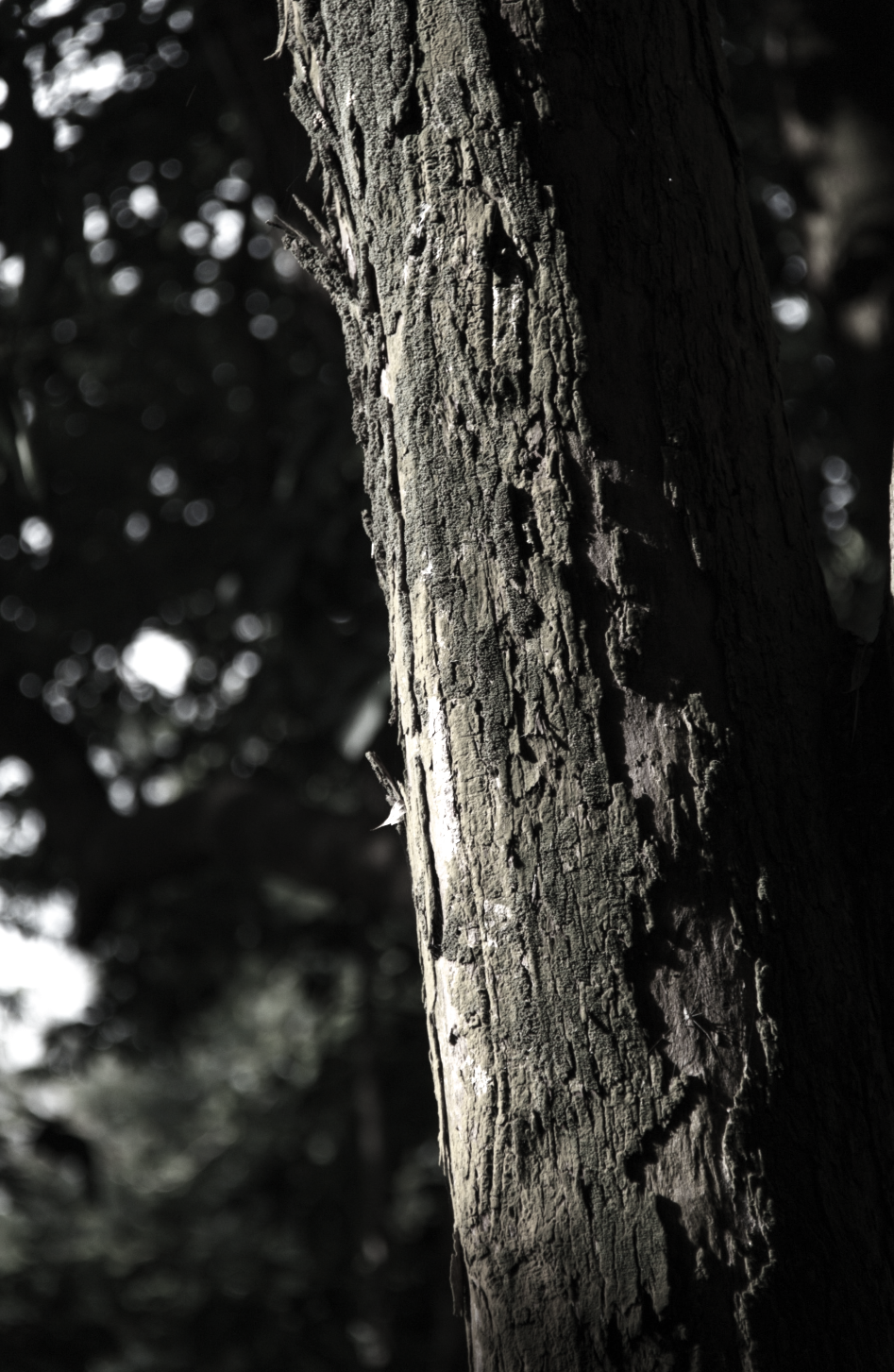 Tree. Blank Meme Template
