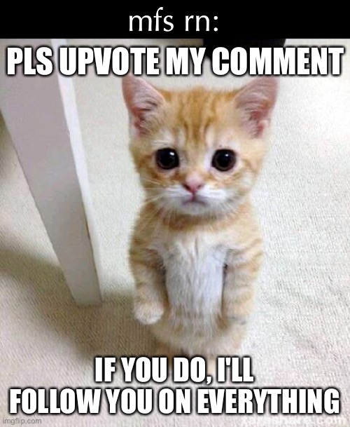 lmao fr | mfs rn:; PLS UPVOTE MY COMMENT; IF YOU DO, I'LL FOLLOW YOU ON EVERYTHING | image tagged in memes,cute cat | made w/ Imgflip meme maker