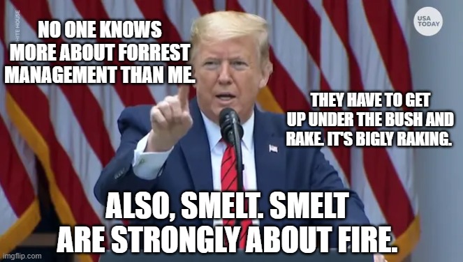 Trump Press Conference | NO ONE KNOWS MORE ABOUT FORREST MANAGEMENT THAN ME. ALSO, SMELT. SMELT ARE STRONGLY ABOUT FIRE. THEY HAVE TO GET UP UNDER THE BUSH AND RAKE. | image tagged in trump press conference | made w/ Imgflip meme maker