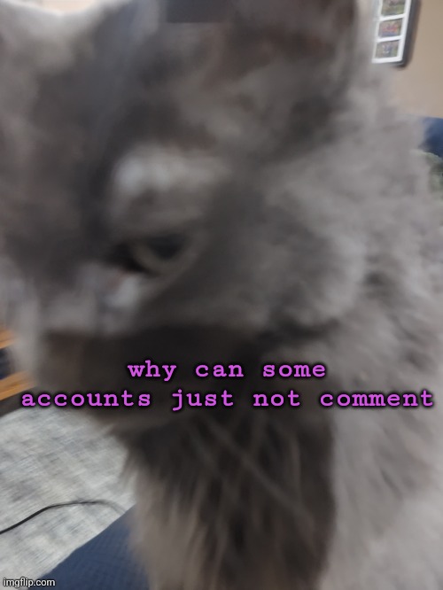 32's Cat | why can some accounts just not comment | image tagged in 32's cat | made w/ Imgflip meme maker