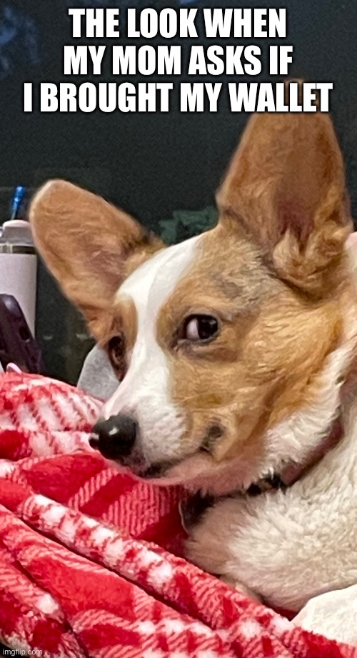 Side eye | THE LOOK WHEN MY MOM ASKS IF I BROUGHT MY WALLET | image tagged in corgi,side eye | made w/ Imgflip meme maker