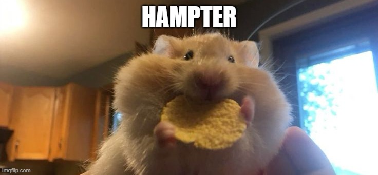 H a m p t e r | HAMPTER | image tagged in hampter eating | made w/ Imgflip meme maker