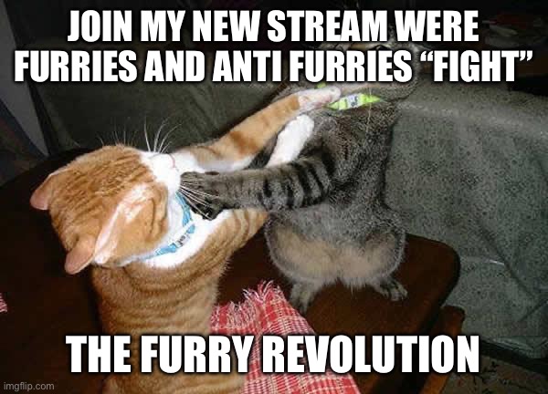 Two cats fighting for real | JOIN MY NEW STREAM WERE FURRIES AND ANTI FURRIES “FIGHT”; THE FURRY REVOLUTION | image tagged in two cats fighting for real | made w/ Imgflip meme maker