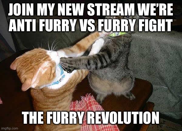 Two cats fighting for real | JOIN MY NEW STREAM WE’RE ANTI FURRY VS FURRY FIGHT; THE FURRY REVOLUTION | image tagged in two cats fighting for real | made w/ Imgflip meme maker