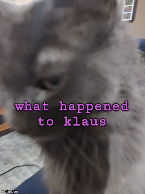 ㅤ | what happened to klaus | image tagged in 32's cat | made w/ Imgflip meme maker