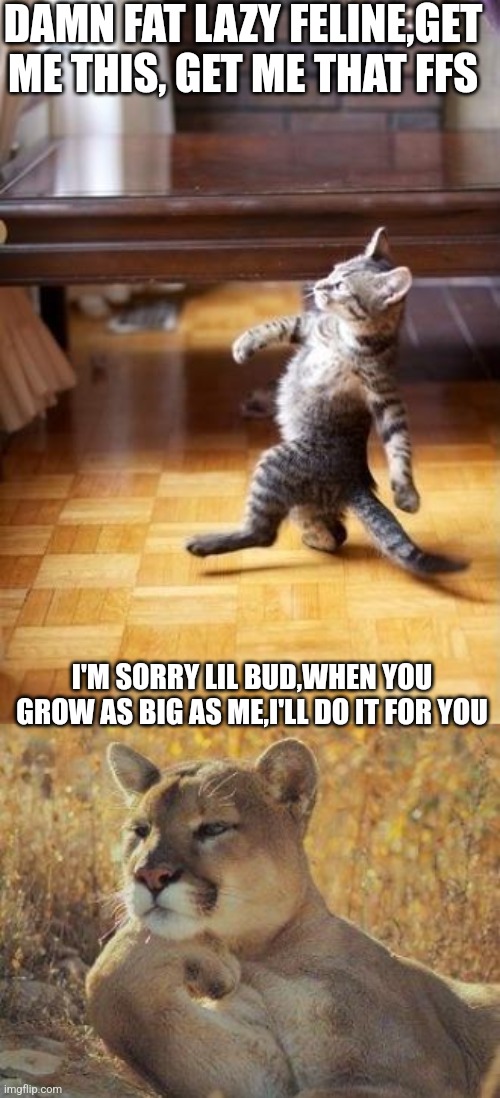 DAMN FAT LAZY FELINE,GET ME THIS, GET ME THAT FFS; I'M SORRY LIL BUD,WHEN YOU GROW AS BIG AS ME,I'LL DO IT FOR YOU | image tagged in memes,cool cat stroll,a cougar chillin | made w/ Imgflip meme maker