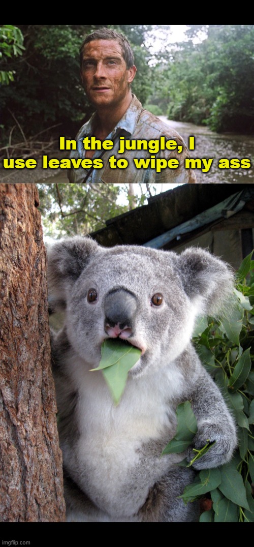 Improvise. Adapt. Overcome. | In the jungle, I use leaves to wipe my ass | image tagged in memes,bear grylls,qualia bear | made w/ Imgflip meme maker