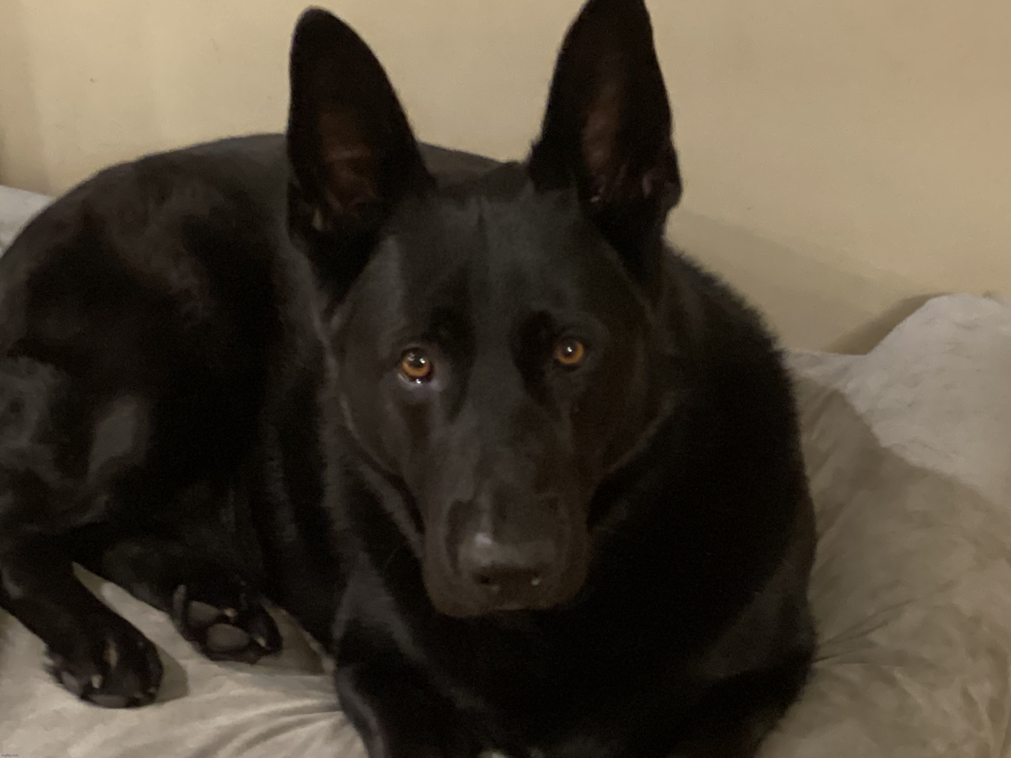 Why does my dog look so concerned? Wrong answers only | made w/ Imgflip meme maker