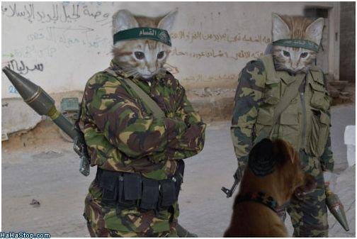 Soldier cats Blank Meme Template