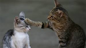 cat paw on head Blank Meme Template