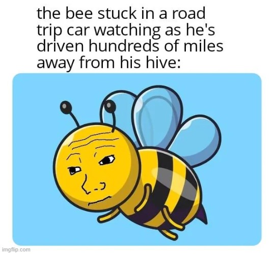 image tagged in bee,road trip,car | made w/ Imgflip meme maker