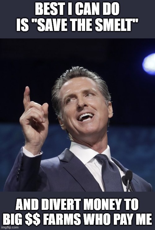 Gavin newsom | BEST I CAN DO IS "SAVE THE SMELT" AND DIVERT MONEY TO BIG $$ FARMS WHO PAY ME | image tagged in gavin newsom | made w/ Imgflip meme maker