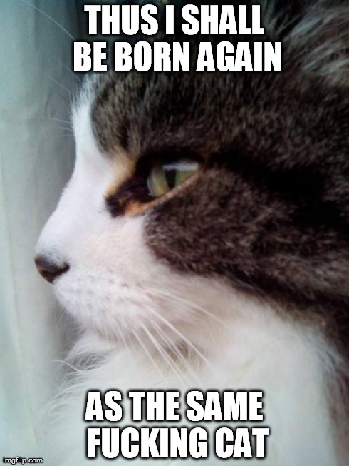 THUS I SHALL BE BORN AGAIN AS THE SAME F**KING CAT | image tagged in existential cat | made w/ Imgflip meme maker