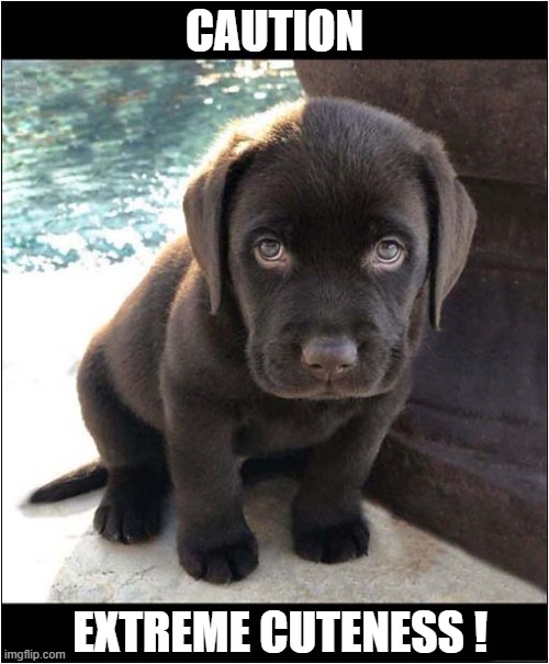 Lab Puppy | CAUTION; EXTREME CUTENESS ! | image tagged in dogs,puppy,labrador,cute puppies | made w/ Imgflip meme maker