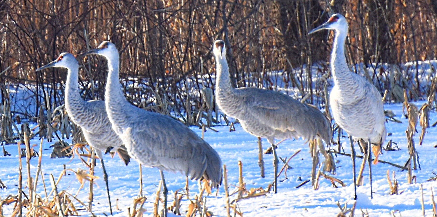 sand hill cranes | made w/ Imgflip meme maker