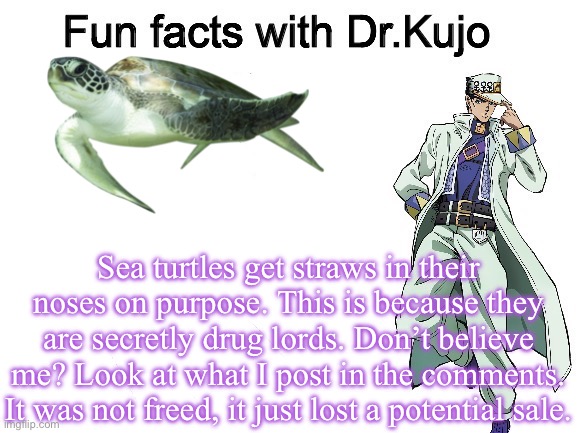 Obviously, /j. But I thought this would be funny to post. I hope you guys like my Dr. Kujo memes | Sea turtles get straws in their noses on purpose. This is because they are secretly drug lords. Don’t believe me? Look at what I post in the comments. It was not freed, it just lost a potential sale. | image tagged in fun facts with dr kujo,jojo's bizarre adventure | made w/ Imgflip meme maker